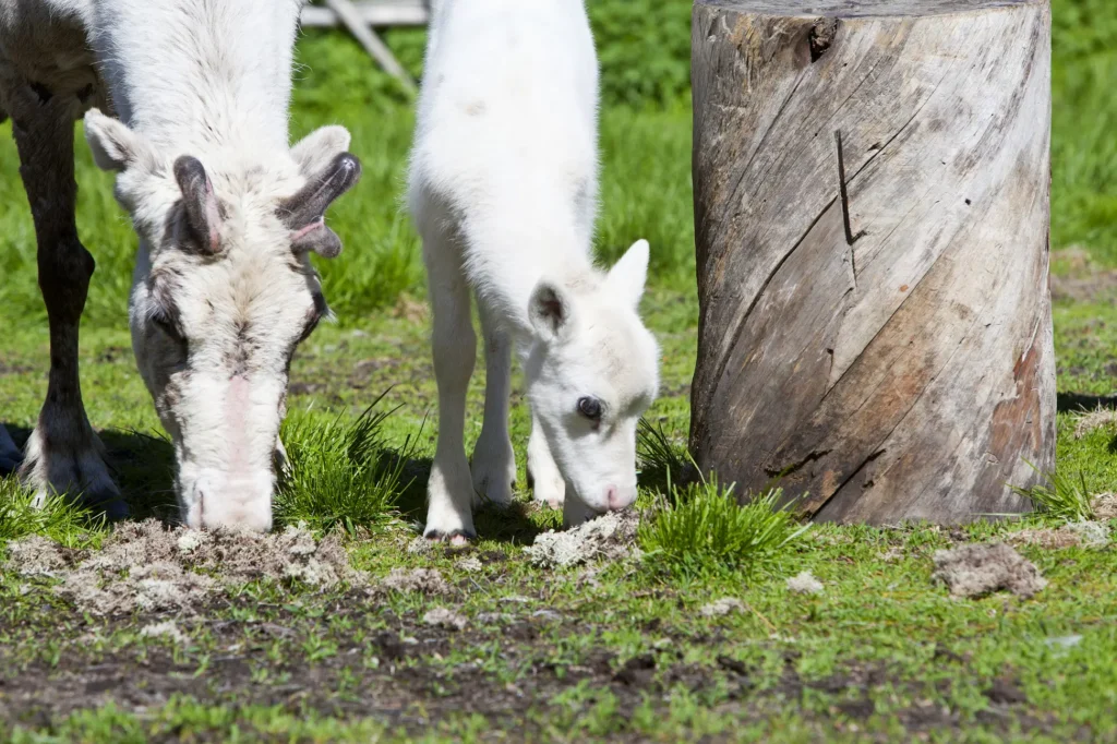 baby reindeer in lapland