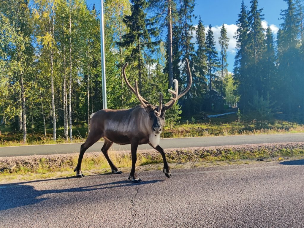 reindeer in rovaniemi lapland,