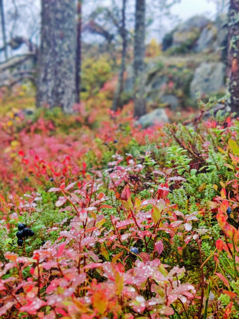 lapland autumn